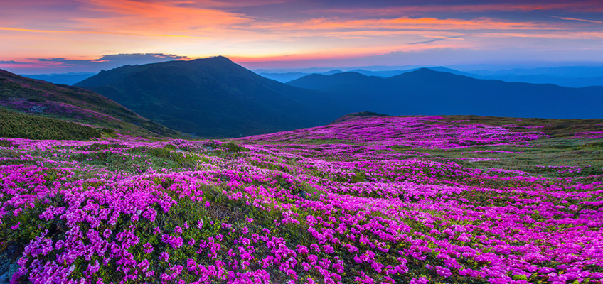 a pretty valley of purple flowers with mountains and a sunset in the background