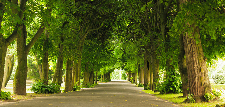 Tree lined street