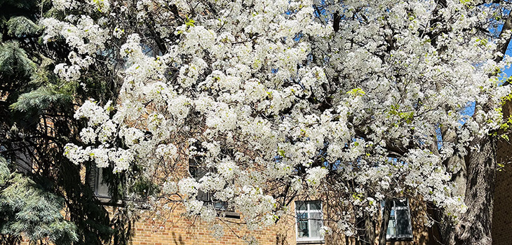 Flowering trees at Douglas County