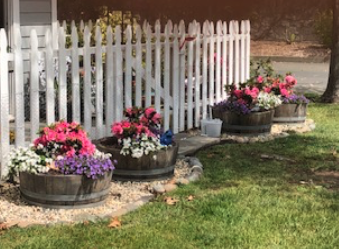 Four potted plants beside a fence and grass.