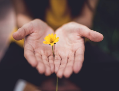 Hands holding a small flower.