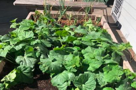 Sonoma Garden