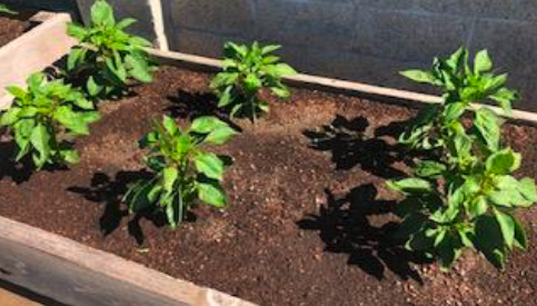 Plants growing in the beds at Sonoma