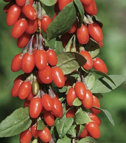 Gogi Berries