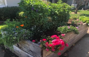 A Garden With Large Plants Growing.