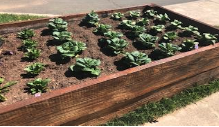 A Planter With Plants Coming Through The Soil.