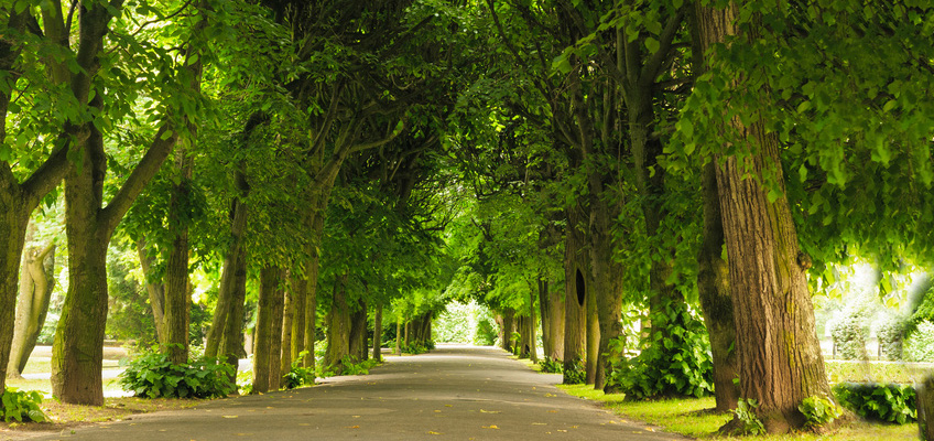 Tree lined road